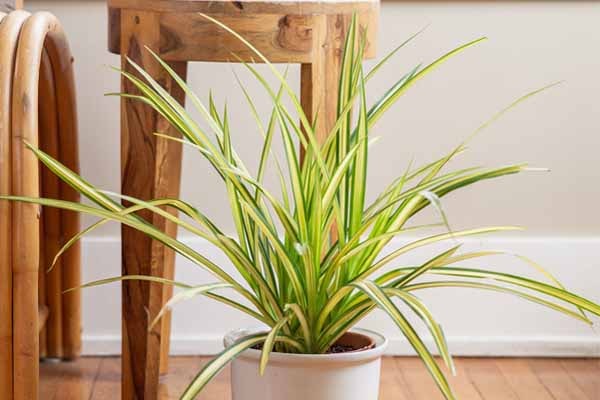 علت زرد شدن برگهای گل 